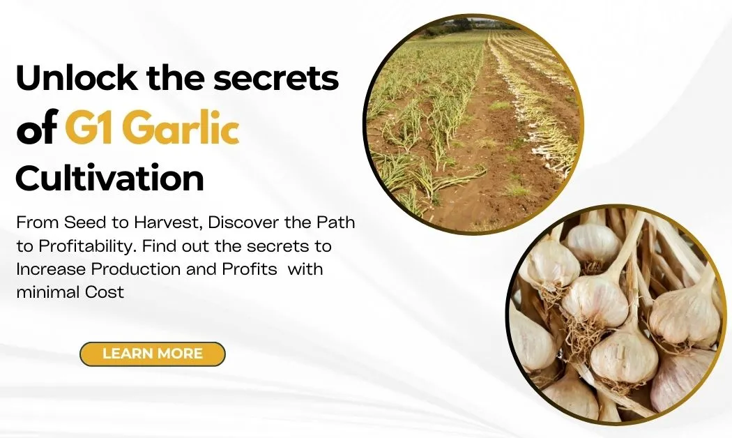 G1 Garlic: The ultimate guide to profit, expense, and cultivation insights